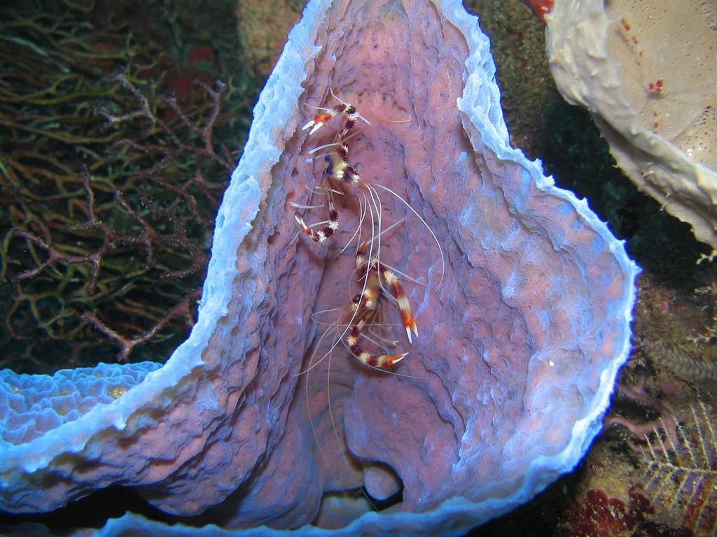 סאליסבורי Sunset Bay Club & Seaside Dive Resort מראה חיצוני תמונה